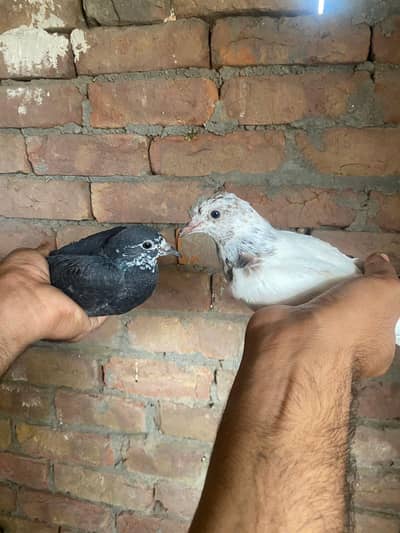 high quality baby pigeons