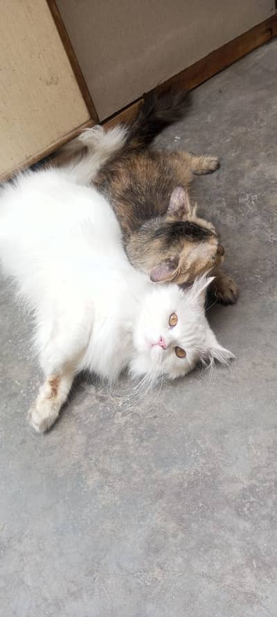 Persian brown eyes lwhite male and Persian brown eyes female