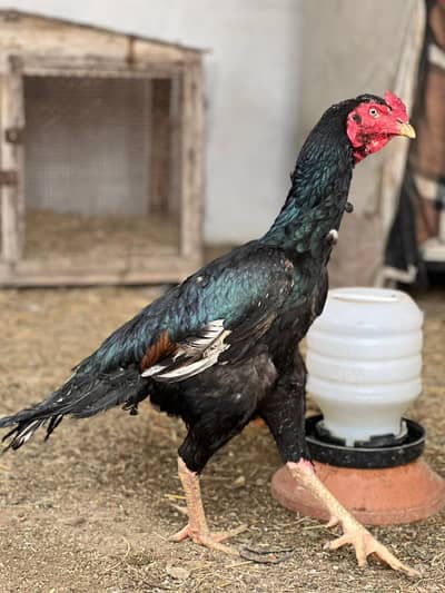 high quality Mushka bird