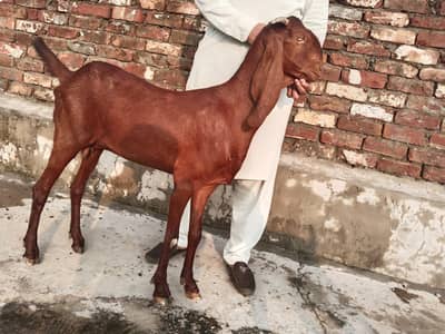 Nagri Beetal Bakri pure blood line