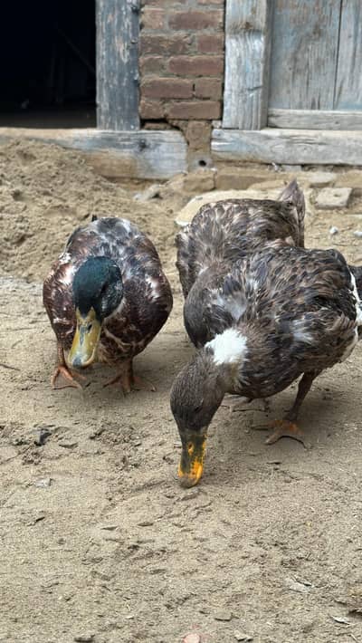 2 female 1 male for sale Gujrat eggs da rahi hai
