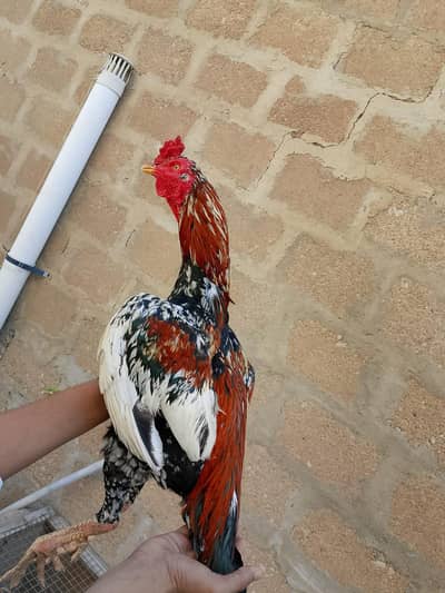 top quality cheena murga 03711036880