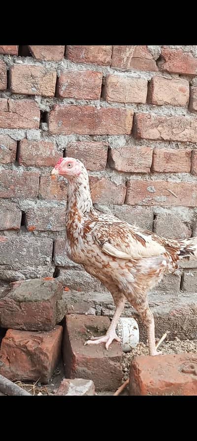 pure aseel murghi  kurakk wali