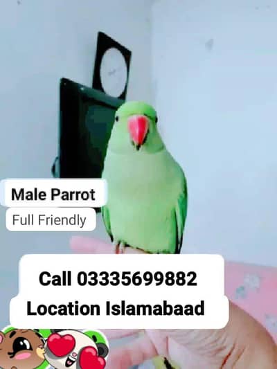 Hand Tamed Full Friendly Green Ring Neck Male Parrot Jumbo Size