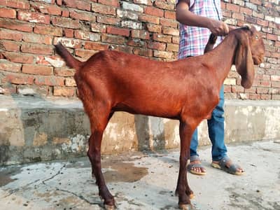 Nagri Beetal Bakri Home Breed Pure blood line. Baap Ki video available