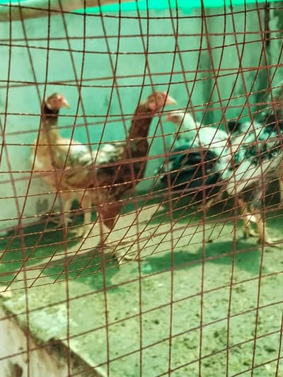 cute baby persion cat