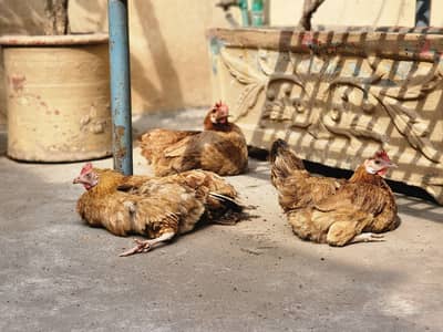 10 Golden Misri Hens Healthy and Active