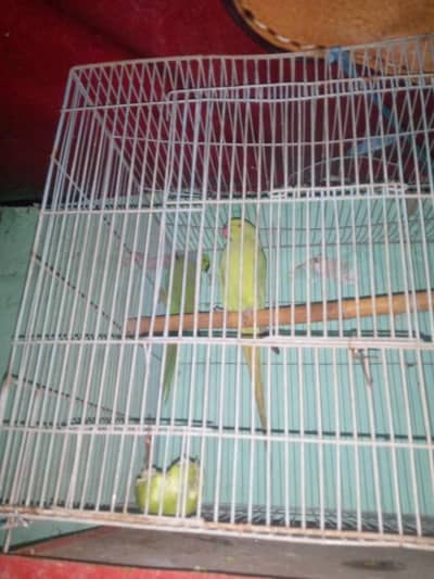 ring neck parrot full breeder pair h