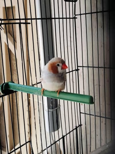 finch breeder pair for sale  Fancy Florida mutation