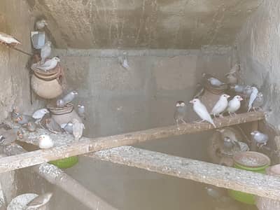 All breeders pairs available