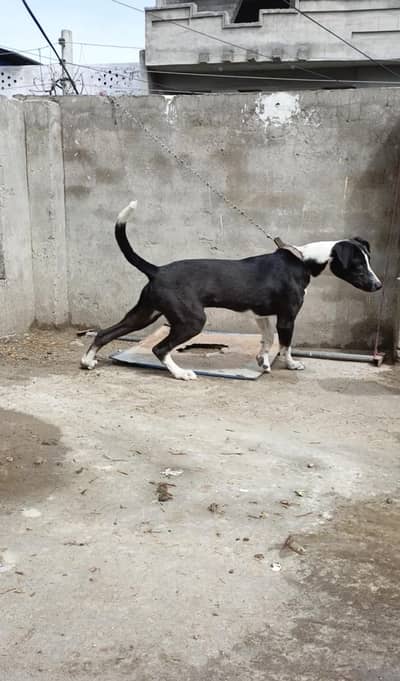 Alsatian | Gultair | Bully | Shepherd guard dog for farms