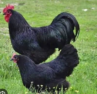 austrolop kashmiri breed