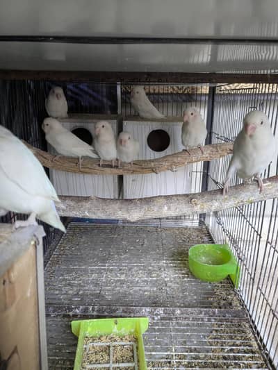 Albino red eyes breader colony for sale