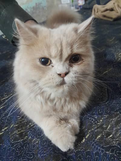 persian cat for sale