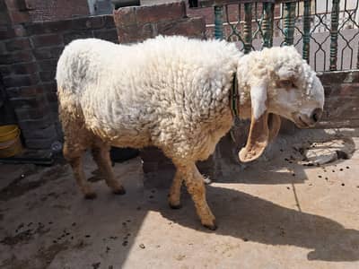 desi male sheep for qurbani