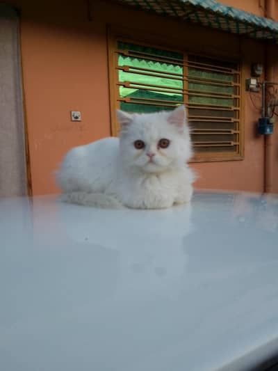 PERSIAN CAT