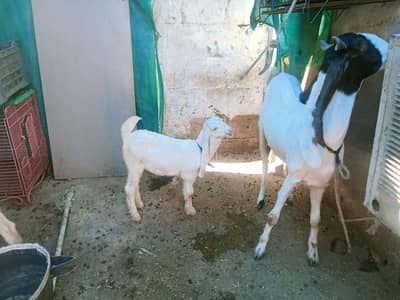 goat for sale