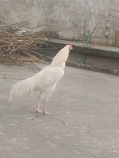 out class aseel patha paper white