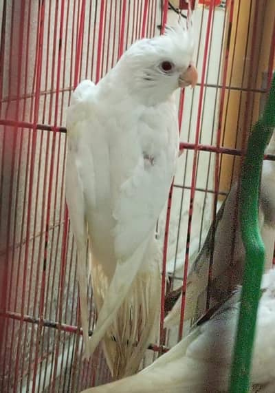 Eno red eyes & v pied chiks