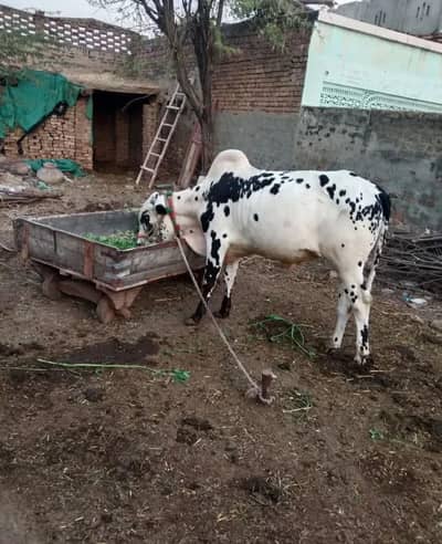 male cow for sale ache price me