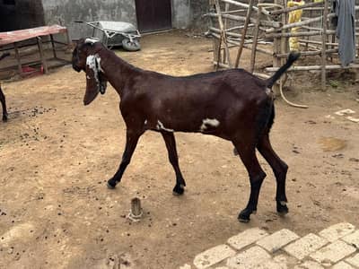 guban goat  cross on. march 27.2026. vedio avablee