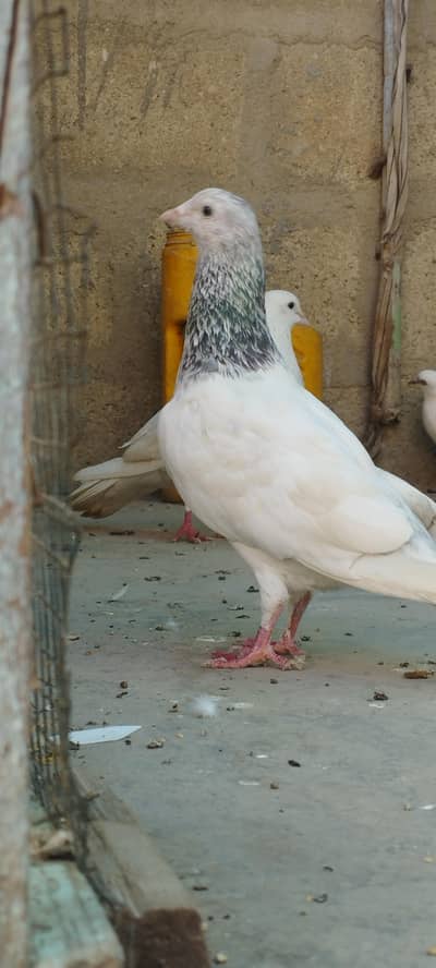 pigeon. patti wale high flyer kabootar hai Hadi Jor mazbot. parwaz 