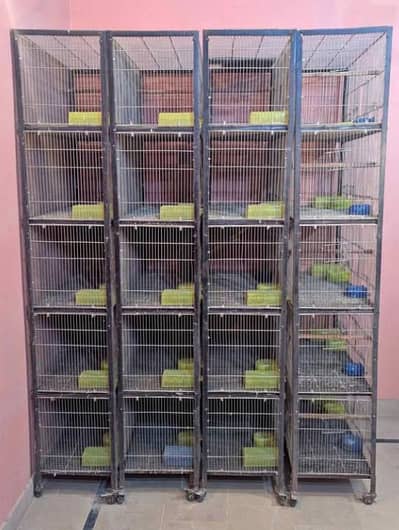5 portion cage (Colony Type) or (Big Birds) 2 Cages Available