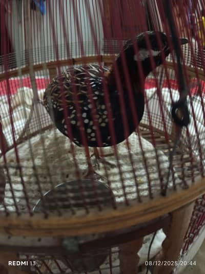 pure Sindhi nasli ghar ka pala huwa