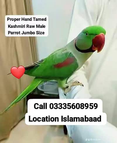 Hand Tamed Full Friendly Kashmiri Raw Male Parrot Jumbo Size