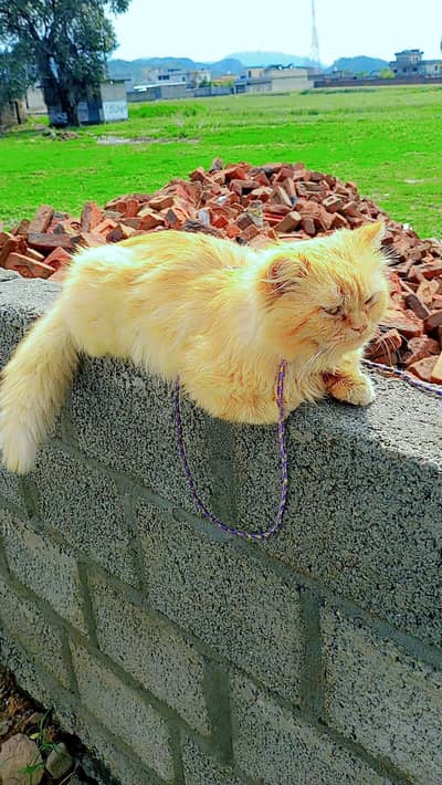 Persian cat