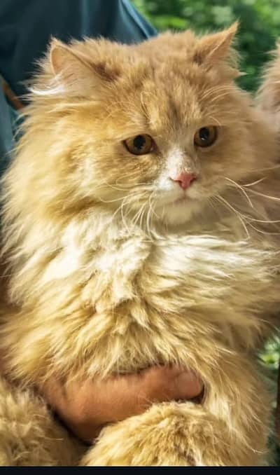 PERSIAN CAT