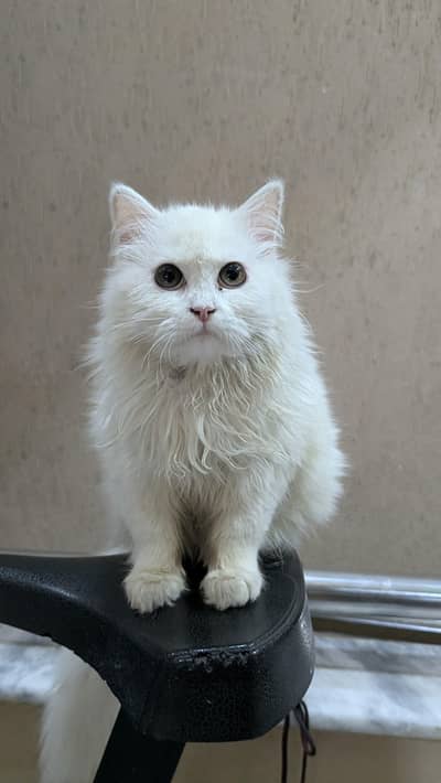 male persian kitten