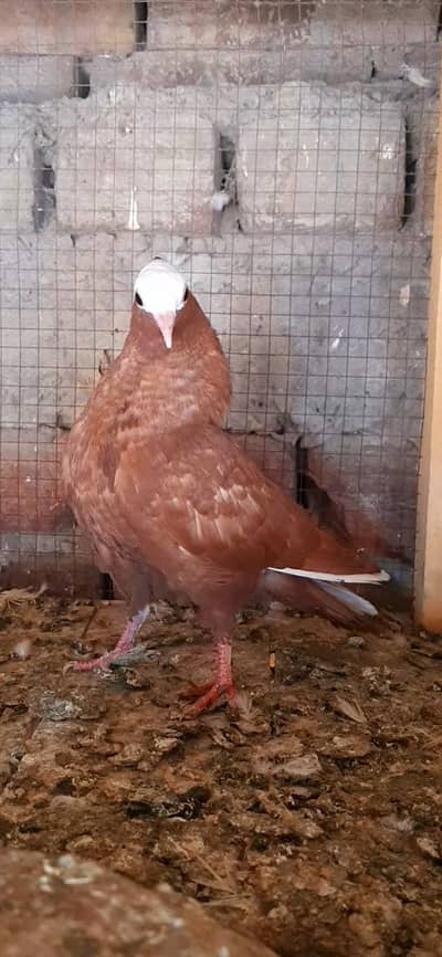 mokhi Red 4kali female