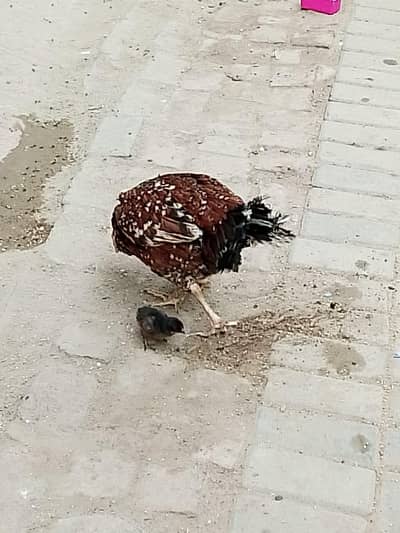 ek seal murgi 1 choosa pure seal