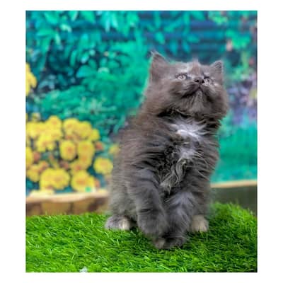 Persian cat and kitten punch face triple coated