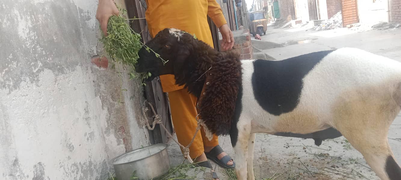 bakra 1