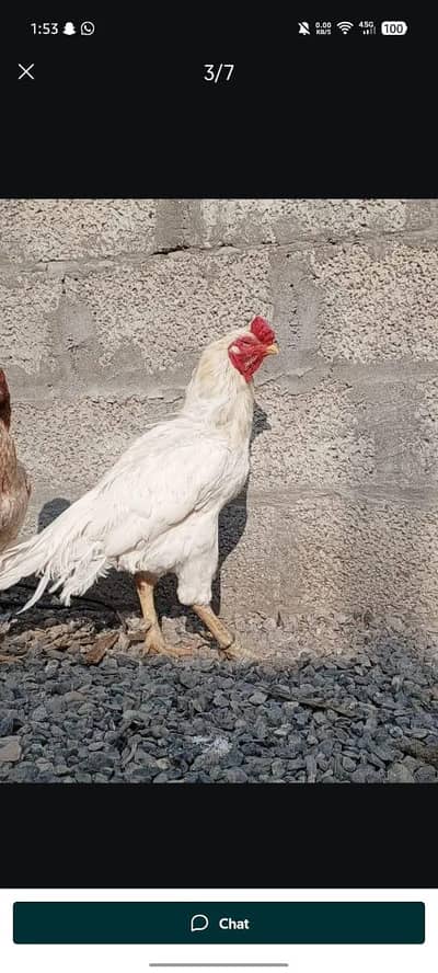 high quality white/shamo cross/lakha miianwali. .