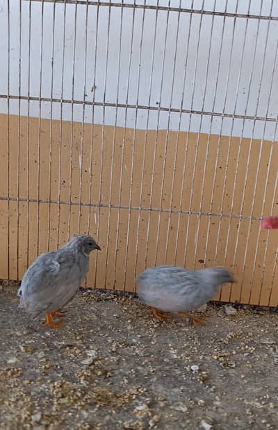 Chinese painted Quil