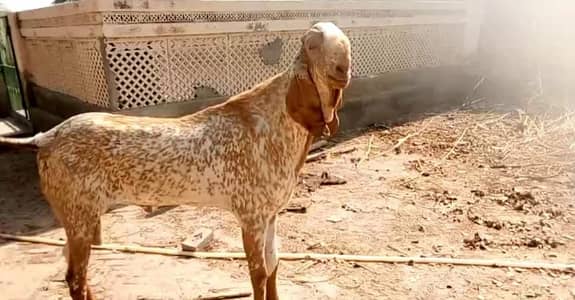 Makkah Chini Bakra For Sale call,,03225280183