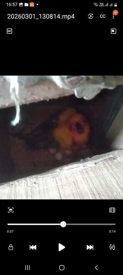 sunconure 100% breeder pair for sale