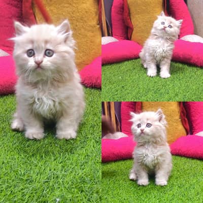 Persian cat and kitten punch face triple coated