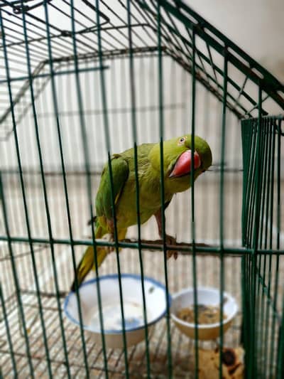 Green Parrot  Minor Tame