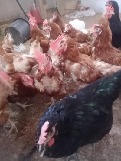 lohman brown eggs leying