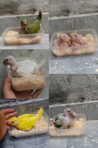 RS- 6000 Conure chicks available for sale 5000 per piece final ha