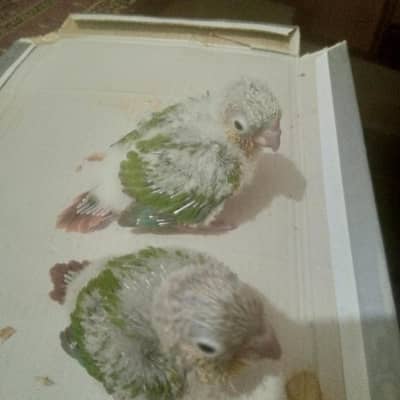 pine apple conure(small conure)