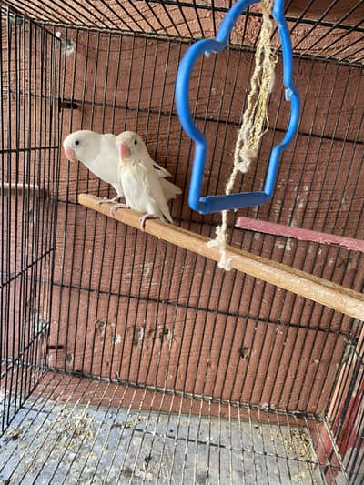 Albino lovebirds for sale