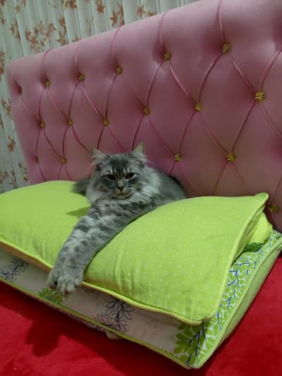 6 months old male Persian cat