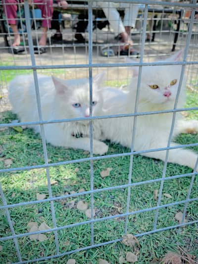 Persian cats pair for sale fully vaccinated full tamed 03275275719