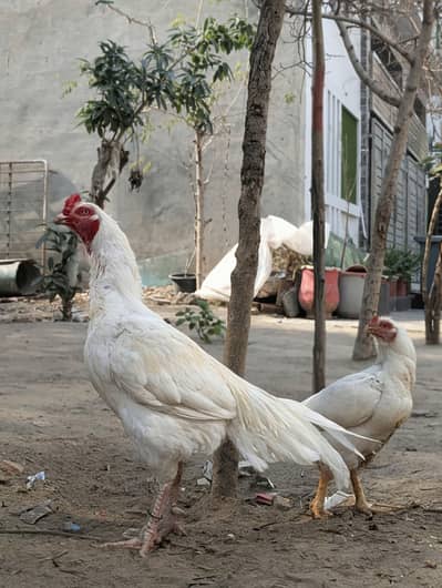 Old bloodline chicks available