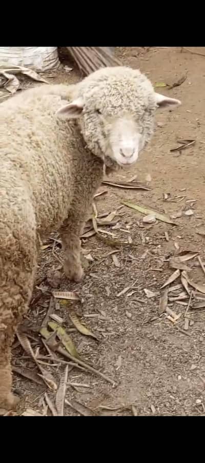 Long Tail Sheep